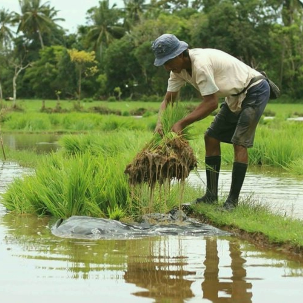 Strategi KUD SUMBAR Membangun Kembali Sektor Pertanian